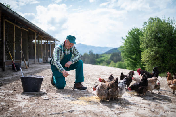 istock Senior man feeding his chickens. 1318907339