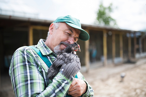 A shot of a senior farmer holding and looking at one of his hens.