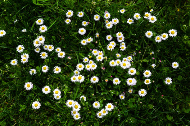 Tiny daisies in bloom in a garden. Shallow depth of field. Shot with a Canon 5D Mark IV.