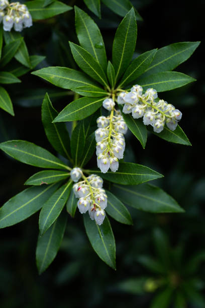 Small white Pieris plant blooms