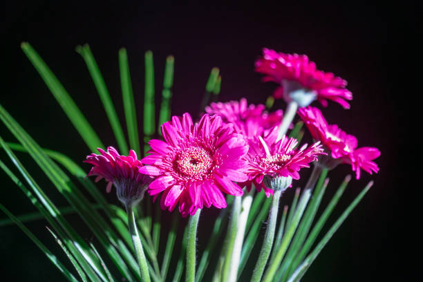 Gerbera flowers with red color label over a rustic wooden table