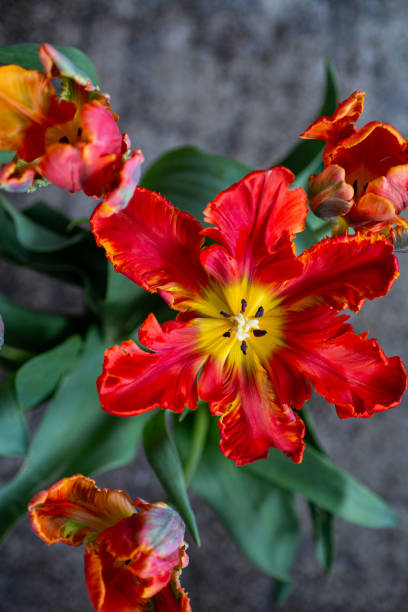 istock Red parrot tulips bouquet close up 1318908766