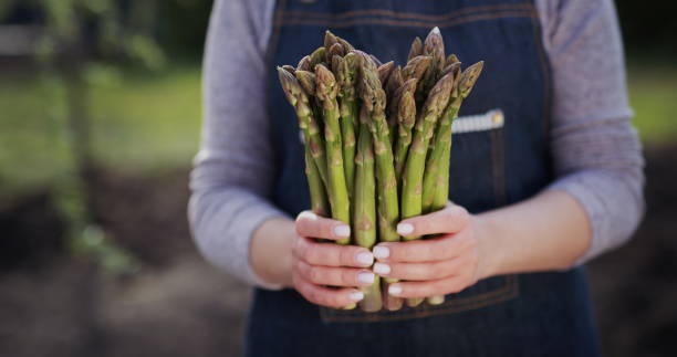 Female farmer holds sprouts of fresh asparagus, stands on a field Female farmer holds sprouts of fresh asparagus, stands on a field. eating asparagus stock pictures, royalty-free photos & images