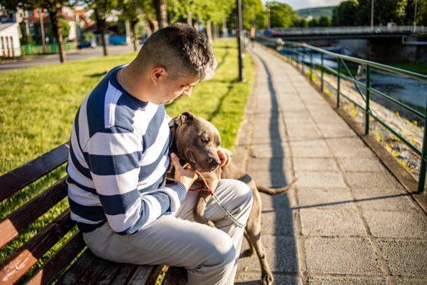 un hombre al aire libre con su pitbull. perro adorable y tranquilo. - american staffordshire terrier bull terrier terrier purebred dog fotografías e imágenes de stock