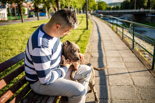 A man outdoors with his pit bull. Calm adorable dog. A calm wonderful dog. Young gray pit bull. American Staffordshire Terrier Pete Bull and his owner are walking around the city. american staffordshire terrier stock pictures, royalty-free photos & images