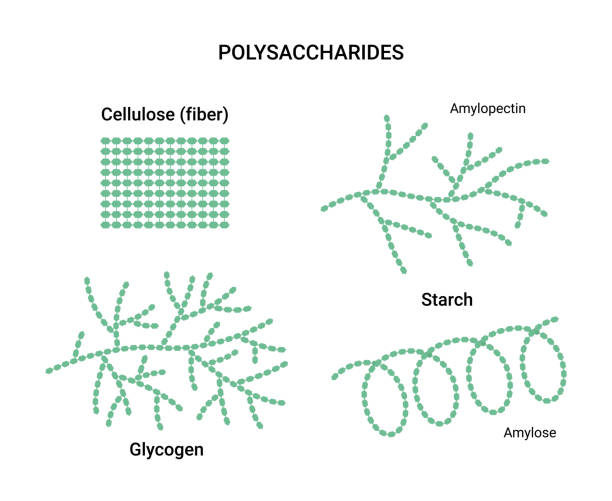 ilustrações, clipart, desenhos animados e ícones de ilustração vetorial de exemplos de polissacarídeos. amido, glicogênio e celulose - hidrato de carbono