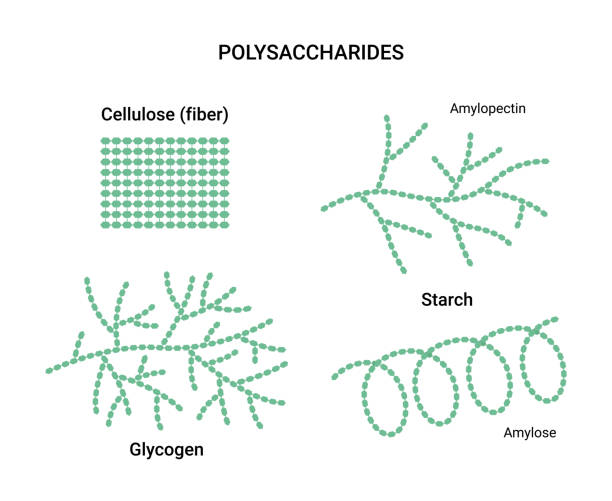 Vector illustration of polysaccharides examples. Starch, glycogen, and cellulose Vector illustration of polysaccharides examples. Starch, glycogen, and cellulose starch grain stock illustrations