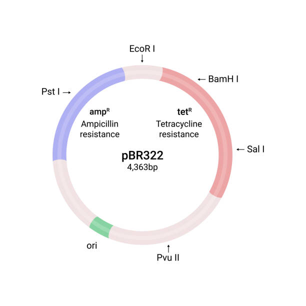 Vector illustration of Plasmid pbr322 structure Vector illustration of Plasmid pbr322 structure plasmids stock illustrations