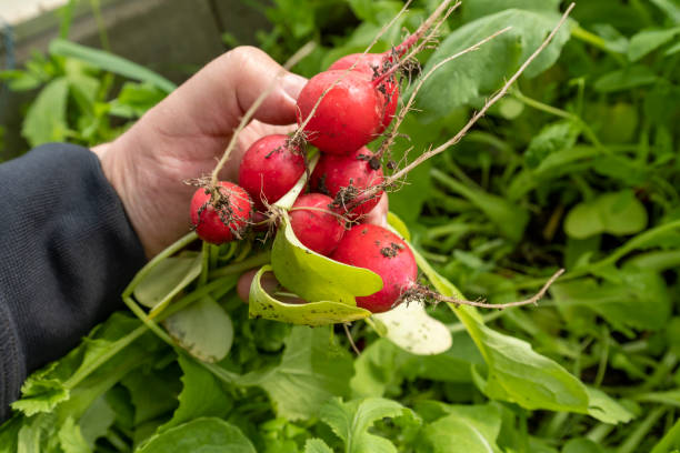 primer plano de la cosecha de rábanos de cosecha a mano en la plantación - radish vegetable farmers market gardening fotografías e imágenes de stock