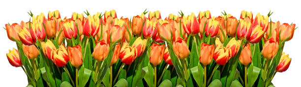 istock Bouquet of red and yellow tulips 1318912868