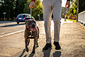 A man outdoors with his pit bull. Calm adorable dog.