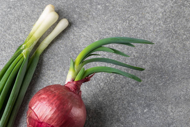 istock red onion with green  sprouts on a gray background.Organic concept 1318913723