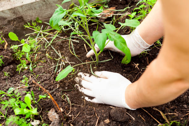 istock A womans hands planting young tomato plant. 1318914148