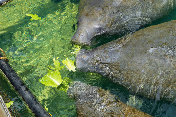 Three West Indian manatees (Trichechus manatus) eating lettuce - Ellie Schiller Homosassa Springs Wildlife State Park, Homosassa, Florida, USA Group of three West Indian manatees (Trichechus manatus) eating lettuce manatus stock pictures, royalty-free photos & images