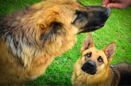 German shepherd looks enviously at another dog eating a snack
