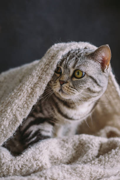 istock Funny cat (Scottish Straight breed) in a warm knitted scarf. 1318915666