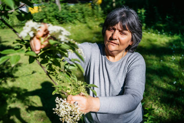 istock Senior woman harvesting Elder Flowers 1318916763