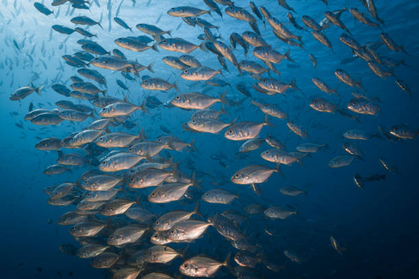 istock Large school of jacks in Palau, Micronesia 1318918591