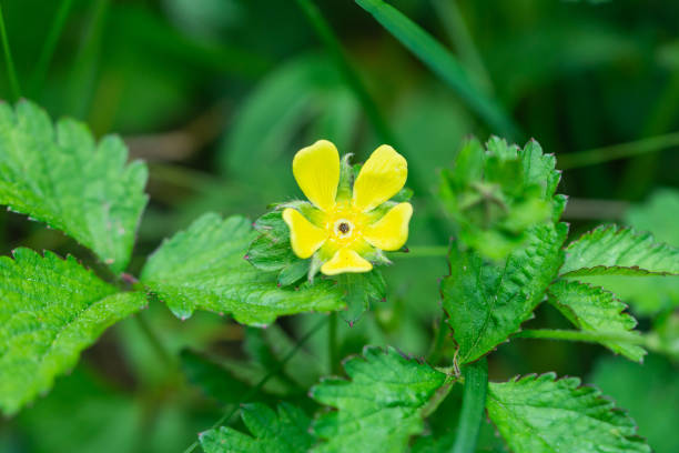 istock Mock Strawberry Flower in Springtime 1318918755