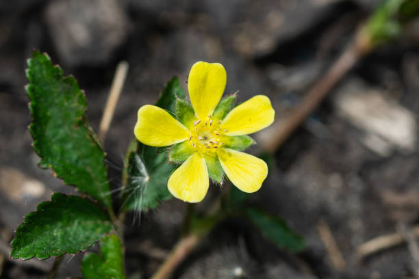 istock Mock Strawberry Flower in Springtime 1318918758
