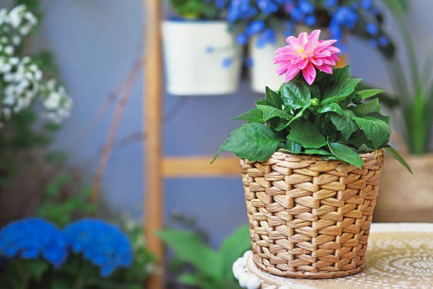 istock Potted pink Dahlia flower 1318919911