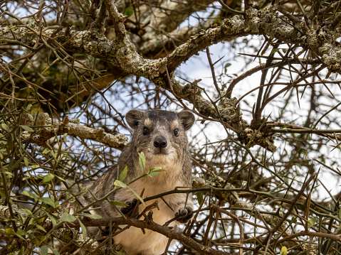 Parque Nacional Serengeti, Tanzania, África - 29 de febrero de 2020: Hyrax rocoso trepando en árbol photo
