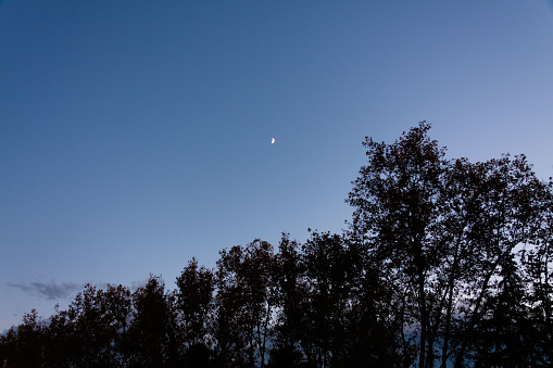 Silhouettes of tall tree branches covered in leaves against the evening sky after sunset, blue hour, with a cloudless sky in which the crescent moon in the center looked like