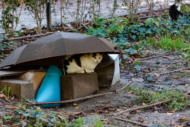 White cat with black spots sheltering from the rain under a structure built in his garden with an umbrella as a roof, while another one looks at him with envy.