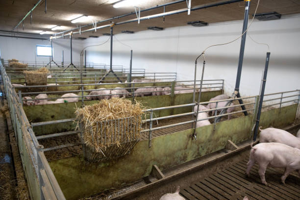 istock pig farm industry farming hog barn pork 1318922645
