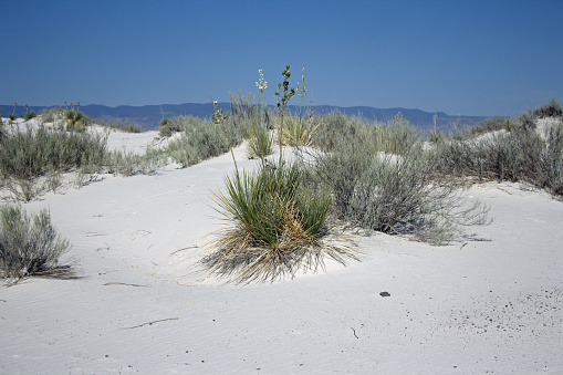 The white sand in White Sands National Park is a stunning visual beneath the blue sky of New Mexico.