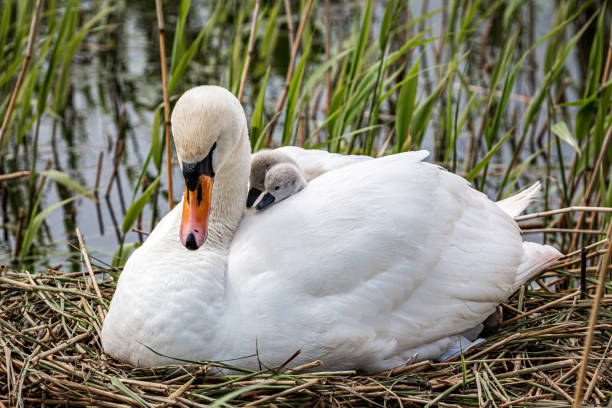 istock A Swan with Two Cygnets Nuzzled Beneath her Feathers 1318924114