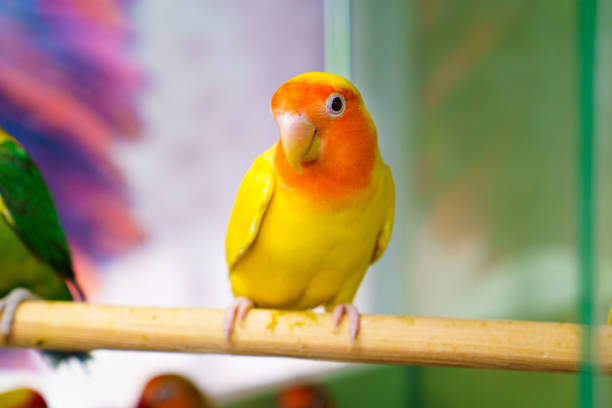 istock lovebird parrot. bird is inseparable. large, colorful, beautiful parrots. 1318924667