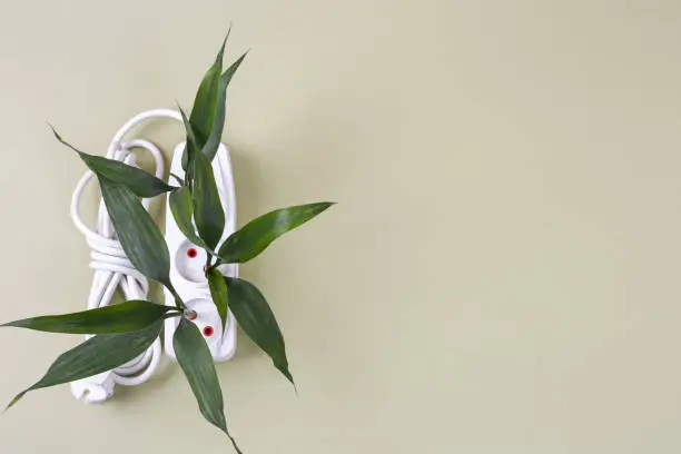 Photo of Stylish white electric extender with plants inside. Electrical power white strip or extension block with sockets on pistachio background. High-tech smart strip. Eco concept. Alternative energy