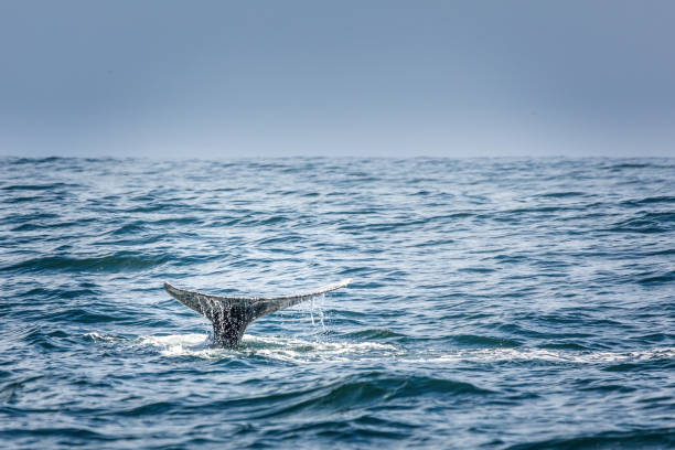 istock Tail fin of a diving grey whale in the pacific ocean 1318924861