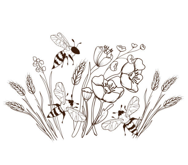 ilustrações de stock, clip art, desenhos animados e ícones de engraving hand drawn image of honey bees flying above wildflowers, vector isolated. - frasco comida biologica