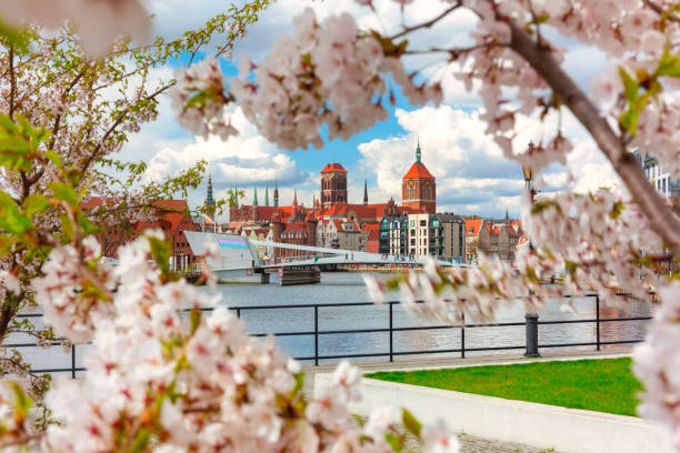 istock Spring scenery of the old town in Gdask around blooming trees. 1318925767