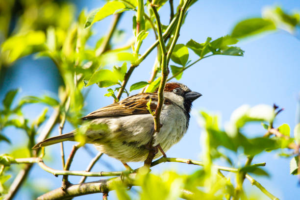 Bird on a branch Bird on a branch, sparrow in a bush, house sparrow sitting in sunlight, blue sky, blurred background passer domesticus stock pictures, royalty-free photos & images