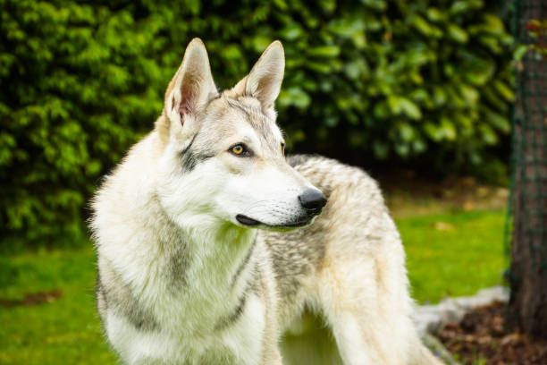 saarloos / loup-chien portrait - louveteau gris photos et images de collection