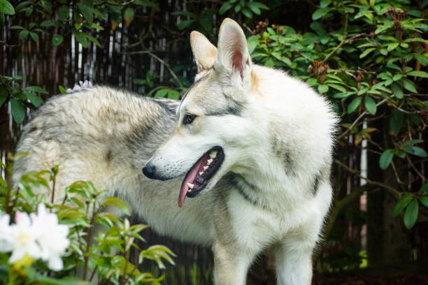 saarloos / loup-chien portrait - louveteau gris photos et images de collection