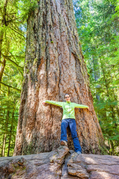 istock Cathedral Grove Vancouver Island British Columbia Canada 1318927134
