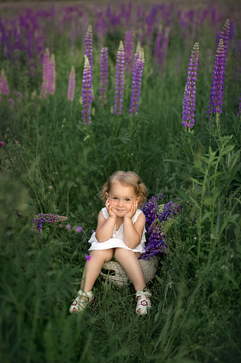 A little girl sits on a basket in a field of blooming lupines. The child sits with his hands pressed to his cheeks. A warm summer day. Purple flowers in a meadow.