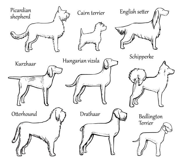 illustrazioni stock, clip art, cartoni animati e icone di tendenza di animali domestici cani razze - cracco