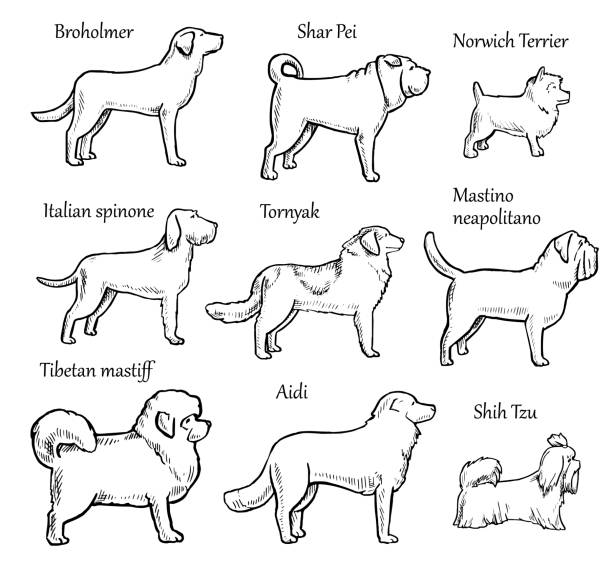 zwierzęta psy rasy - italian spinone stock illustrations