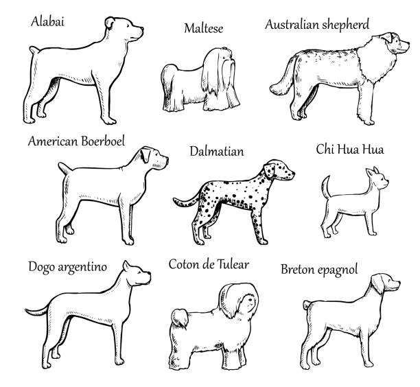 Pets Dogs Breeds Pets Dogs. Dog breeds. Purebred Dog. Vector illustration. Alabai, maltese, australian shepherd, american boerboel, dalmatian, chihuahua, dogo argentino, coton de tulear, breton epagneul. coton de tulear stock illustrations