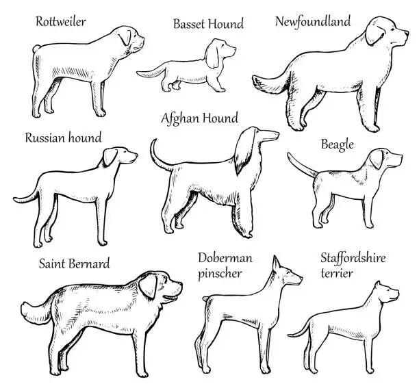 Vector illustration of Pets Dogs Breeds