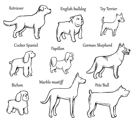 Pets Dogs. Dog breeds. Purebred Dog. Vector illustration. Retriever, english bulldog, toy terrier, cocker spaniel, papillon, german shepherd, bichon, marble mastiff, pit bull.