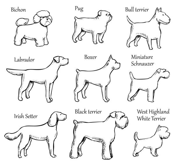 Pets Dogs Breeds Pets Dogs. Dog breeds. Purebred Dog. Vector illustration. Bichon, pug, bull terrier, labrador, boxer, miniature schnauzer, irish setter, black terrier, west highland white terrier. schnauzer stock illustrations