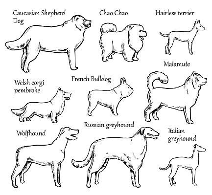 Pets Dogs. Dog breeds. Purebred Dog. Vector illustration. Caucasian shepherd dog, chow chow, hairless terrier, welsh corgi pembroke, french bulldog, malamute, wolfhound, russian greyhound, italian greyhound.