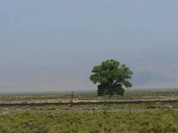 Photo of Lone tree growing close to Interstate 80 with a smoke-hazed horizon in Nevada.