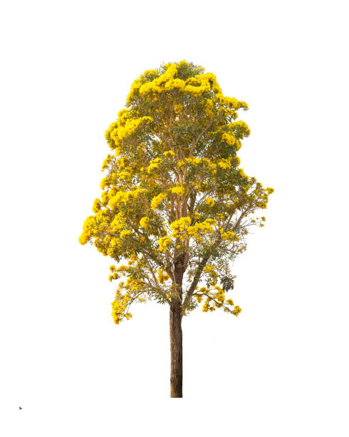 istock Paraguayan silver trumpet tree with yellow flower. 1318929983